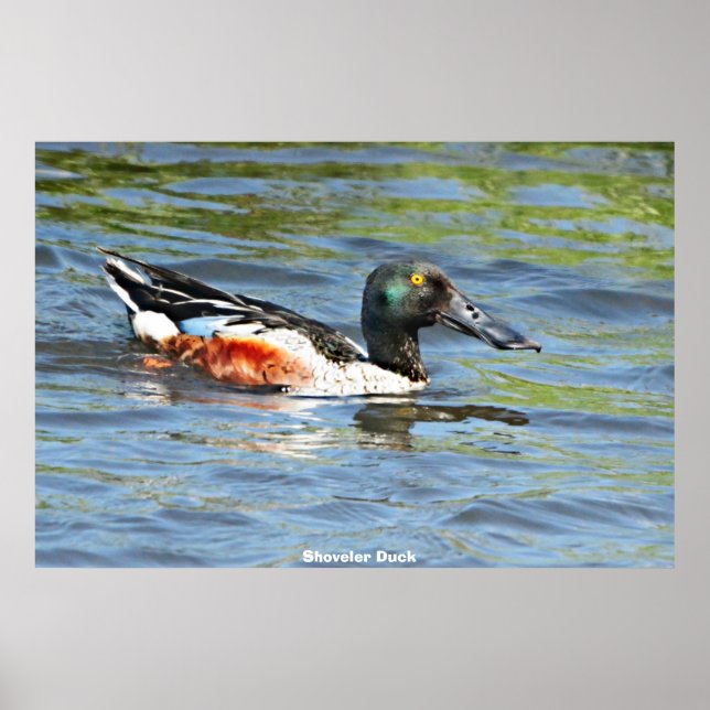 Affiche Shoveler Duck (Devant)