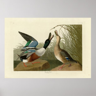 Affiche Shoveler Duck - de Audubon's Birds of America