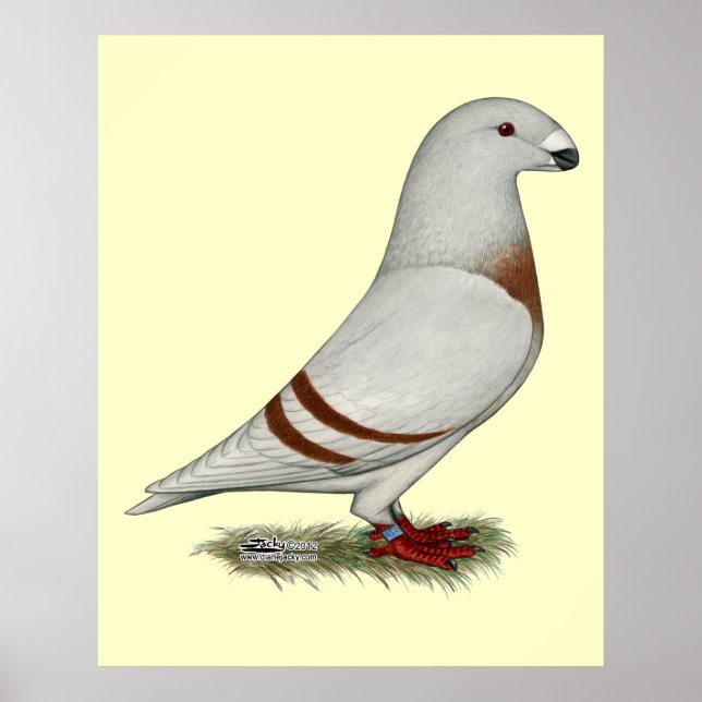 Affiche Show Racer Red Bar Pigeon (Devant)