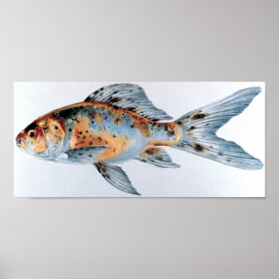 Affiche Shubunkin goldfish Portfolio