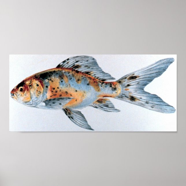 Affiche Shubunkin goldfish Portfolio (Devant)