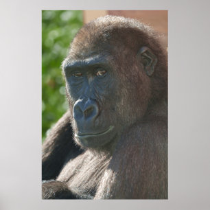 Affiche Shufai du zoo de Twycross