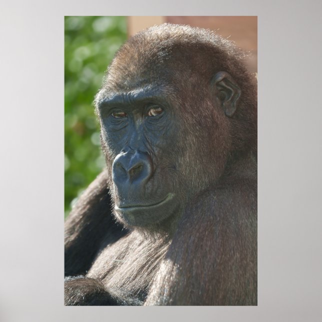 Affiche Shufai du zoo de Twycross (Devant)