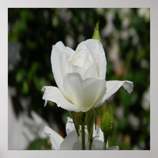 Affiche Si pure... (Devant)