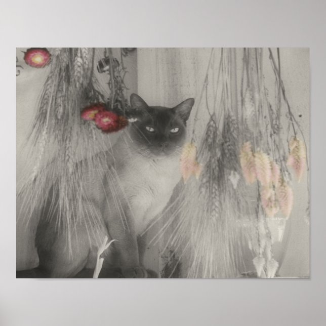 Affiche Siamese Cat Posing Partial Color (Devant)