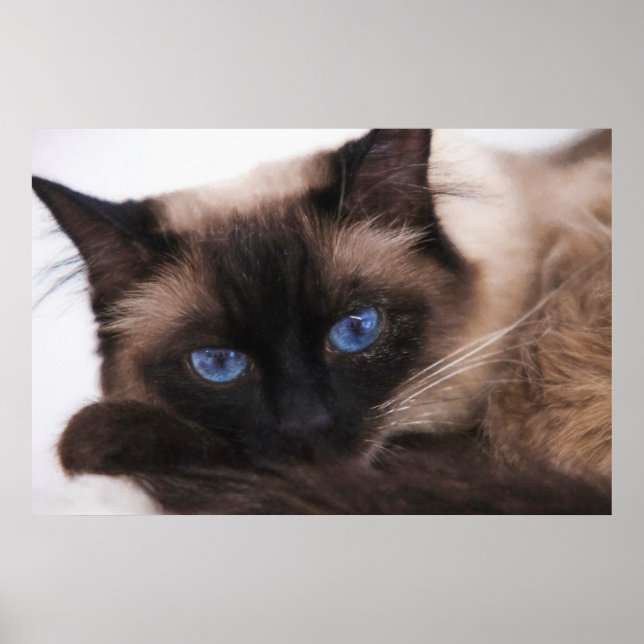 Affiche Siamese Kitten Sweetie Face (Devant)