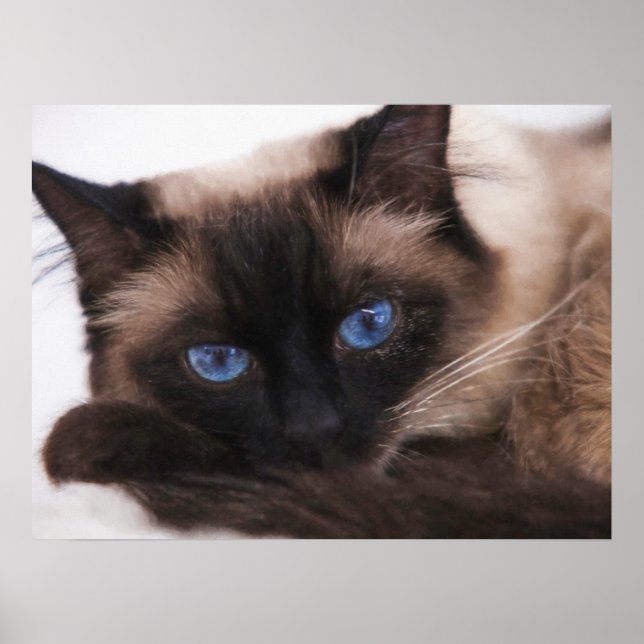Affiche Siamese Kitten Sweetie Face (Devant)