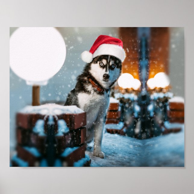 Affiche Siberian Husky (Devant)
