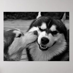 Affiche Siberian Husky Love