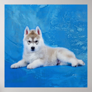 Affiche Siberian Husky Puppy
