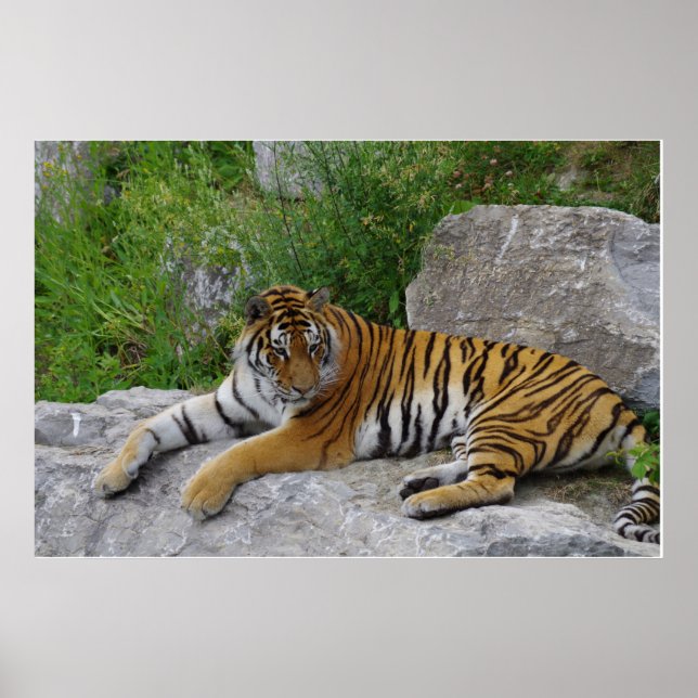 Affiche Siberian Tiger Relaxing on a Rock (Devant)