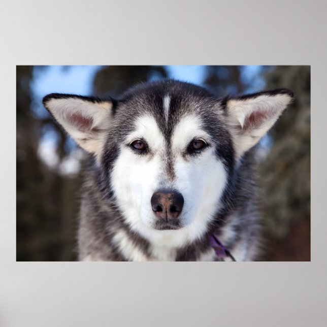 Affiche Sibérie Husky Chien Gros Plan Photographie Visage (Devant)