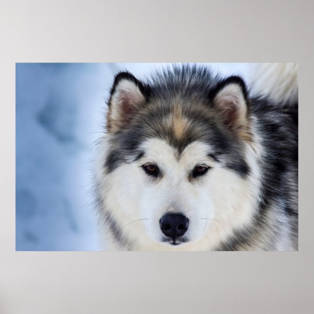 Affiche Sibérie Husky Dog visage Photographie (Devant)
