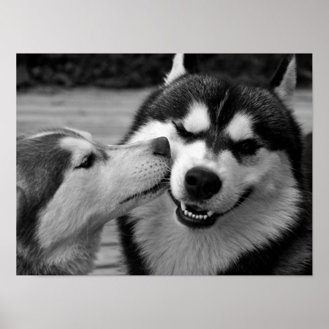Affiche Sibérie Husky Love (Devant)