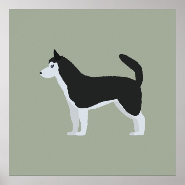 Affiche Sibérien Husky (Devant)
