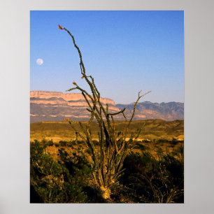 Affiche Sierra del Carmen Octillo