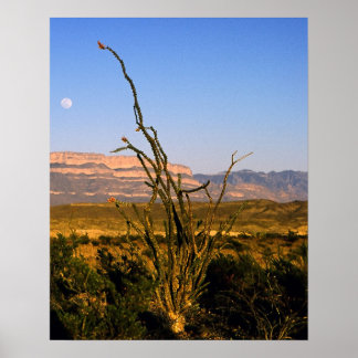 Affiche Sierra del Carmen Octillo