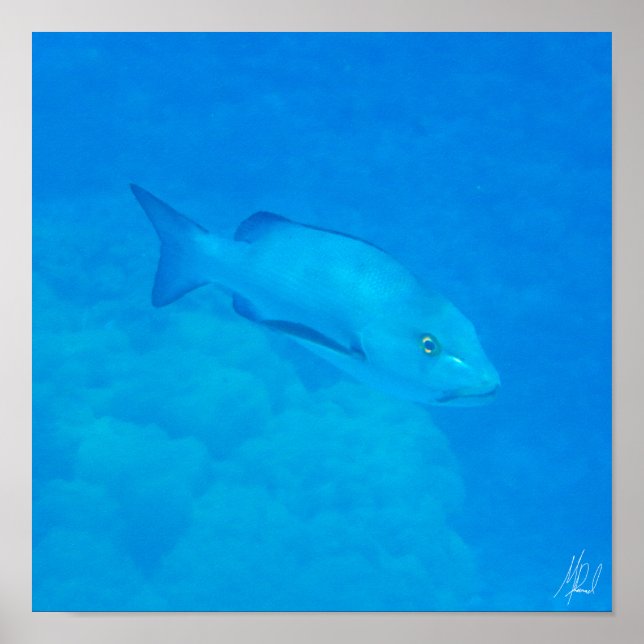 Affiche Signé Great Barrier Reef Bohar Snapper Poisson (Devant)