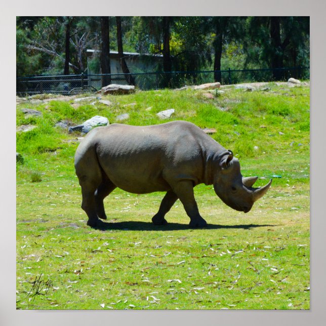 Affiche Signé Taronga Western Plains Zoo Dubbo - Rhino (Devant)