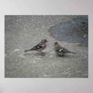 Affiche S'Il Vous Plaît, Alimentez-Moi Chaffinch Impressio