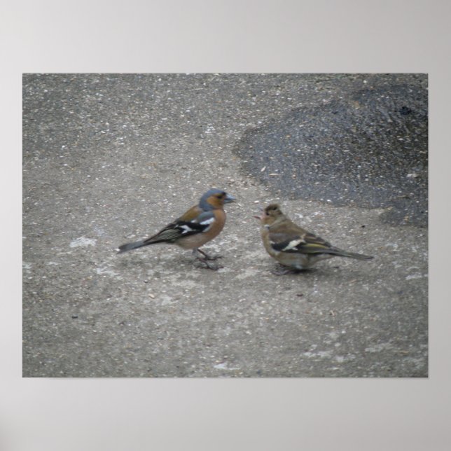 Affiche S'Il Vous Plaît, Alimentez-Moi Chaffinch Impressio (Devant)