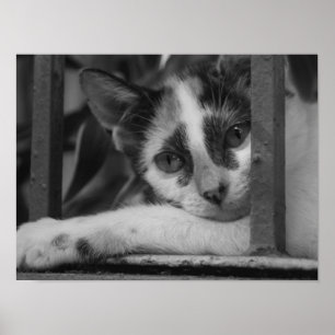 Affiche S'il vous plaît Kitty