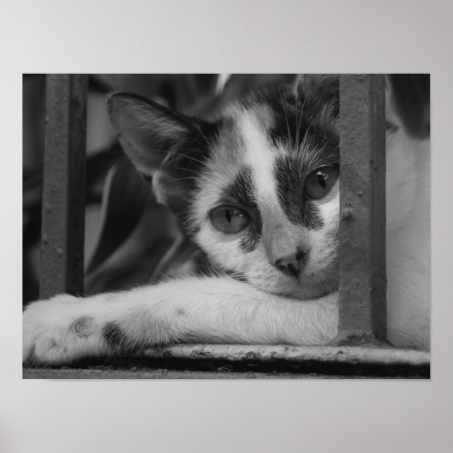 Affiche S'il vous plaît Kitty (Devant)