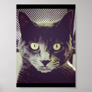 Affiche Silent Kitty