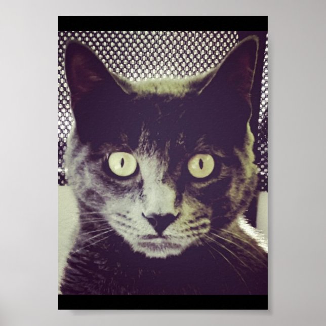 Affiche Silent Kitty (Devant)