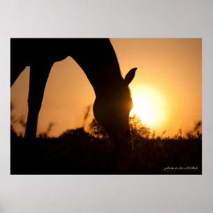 Affiche Silhouette arabe au lever du soleil