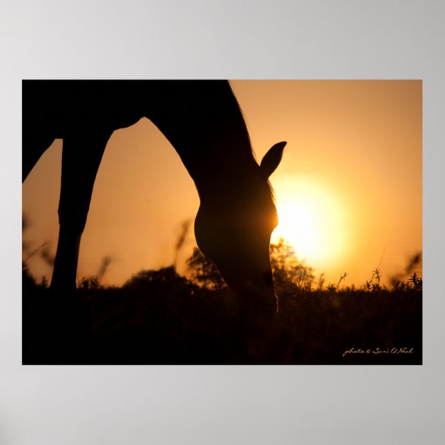 Affiche Silhouette arabe au lever du soleil (Devant)