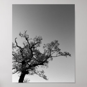 Affiche Silhouette D'Arbre Noir Et Blanc Avec Coucher De S