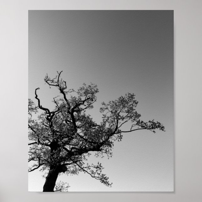 Affiche Silhouette D'Arbre Noir Et Blanc Avec Coucher De S (Devant)