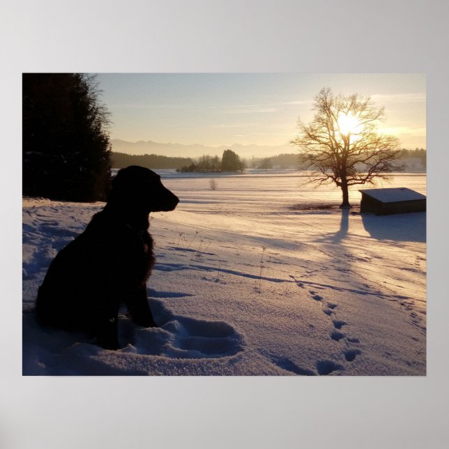 Affiche Silhouette de chien dans le paysage neigeux (Devant)