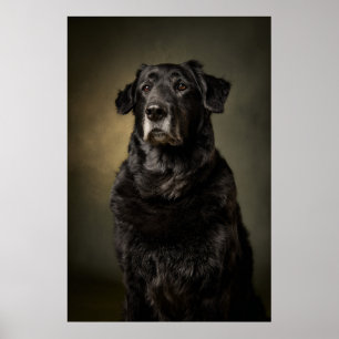 Affiche Silhouette de chien élégant