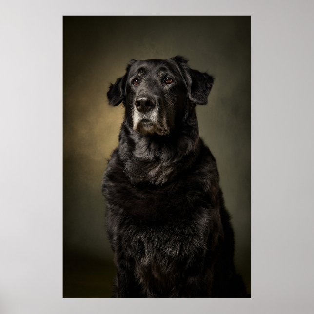 Affiche Silhouette de chien élégant (Devant)