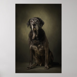 Affiche Silhouette de chien élégant
