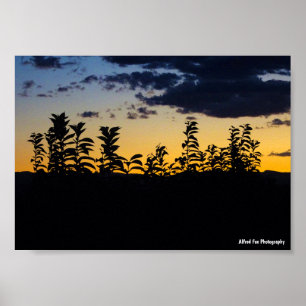 Affiche Silhouette de feuilles la nuit
