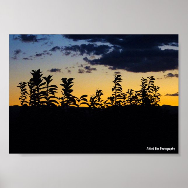 Affiche Silhouette de feuilles la nuit (Devant)