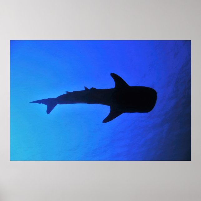 Affiche Silhouette de requin-baleine (Devant)