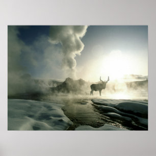 Affiche Silhouette d'Elk au Castle Geyser