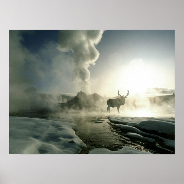 Affiche Silhouette d'Elk au Castle Geyser (Devant)