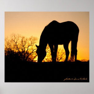 Affiche Silhouette du Cheval du coucher du soleil