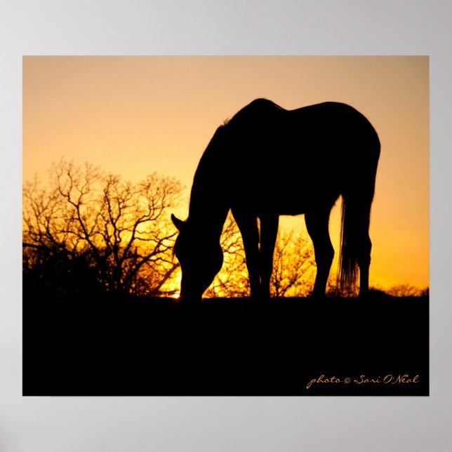 Affiche Silhouette du Cheval du coucher du soleil (Devant)