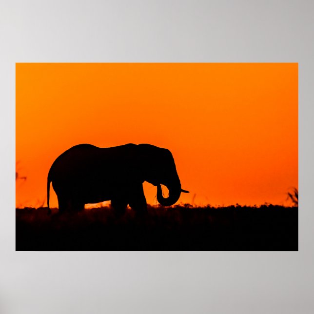 Affiche Silhouette d'un éléphant au coucher du soleil (Devant)