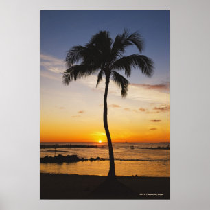 Affiche Silhouette d'un palmier par un coucher du soleil