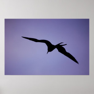 Affiche Silhouette Frigatebird