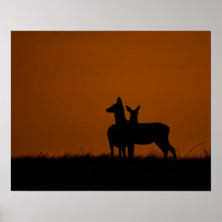 Affiche Silhouettes de cerfs au coucher du soleil Photogra