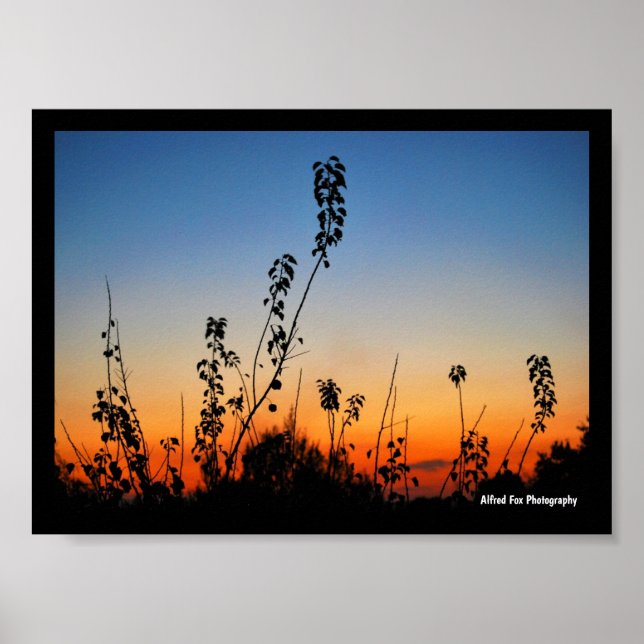 Affiche Silhouettes de plantes d'été (Devant)