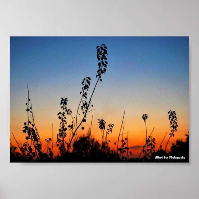 Affiche Silhouettes de plantes d'été (Devant)